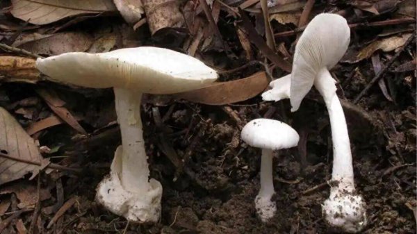 近期警惕！这种'毒王'已出现，50克就能毒死1个成年人，已致多起重症