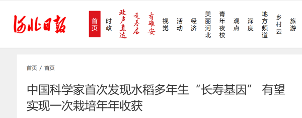 中国科学家首次发现水稻多年生“长寿基因” 有望实现一次栽培年年收获