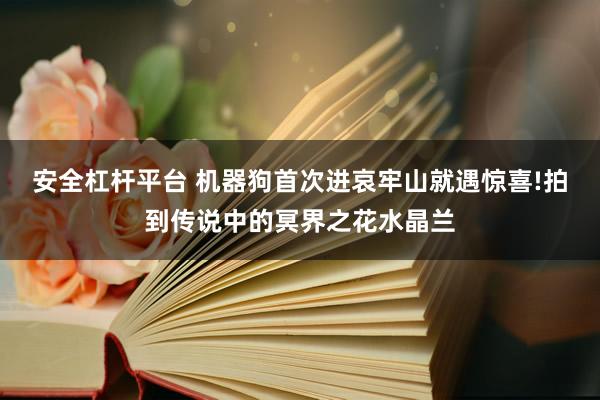 安全杠杆平台 机器狗首次进哀牢山就遇惊喜!拍到传说中的冥界之花水晶兰